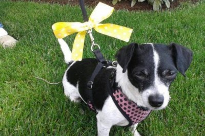 Coraz więcej psów podczas spaceru ma na obroży żółtą wstążkę. Dowiedz się co to oznacza 