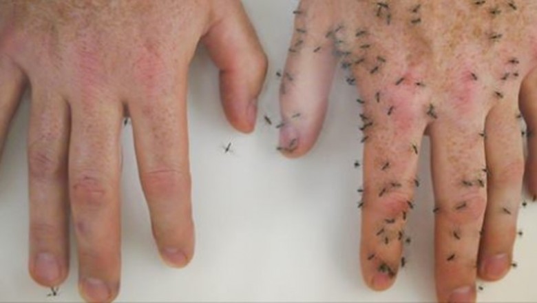 6 naturalnych sposobów na odstraszenie komarów. Dzięki temu pozbędziesz się tych uciążliwych owadów