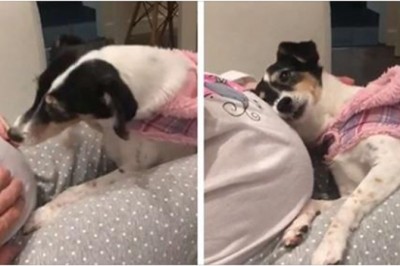 Suczka podchodzi do brzucha swojej ciężarnej właścicielki. Pierwszy raz robi coś czego mama nigdy nie zapomni 