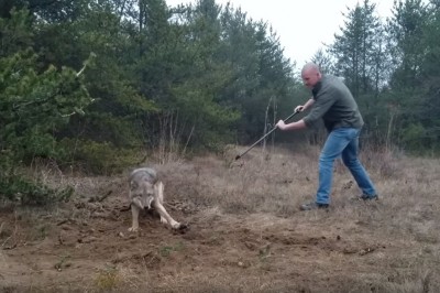 Trzeba mieć odwagę. Czyli jak wygląda uwalnianie wilka z pułapki kłusowniczej
