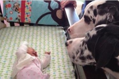 Rodzice tylko na chwilę zostawili dziecko same z psami. Zobacz co zastali gdy wrócili po chwili