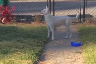 Niewidomy i głuchy pies wita swojego opiekuna. Niesamowita chemia