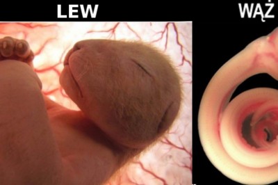 Niezwykłe zdjęcia płodów zwierząt w łonie matek. Zrobiono je na kilka dni przed urodzeniem