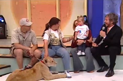 Lew kontra dziecko w telewizji śniadaniowej. Nie mogli opanować sytuacji