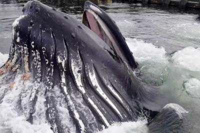 Głodny humbak w jachcie portowym. Niesamowity widok po którym opadnie Ci szczena