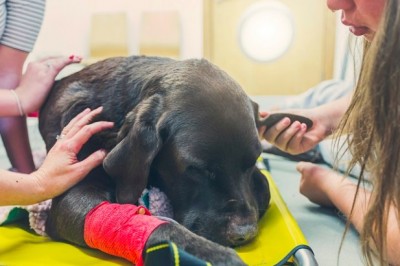 Weterynarz opowiedział, jak zachowują się zwierzęta tuż przed uśpieniem. Te słowa łamią serce