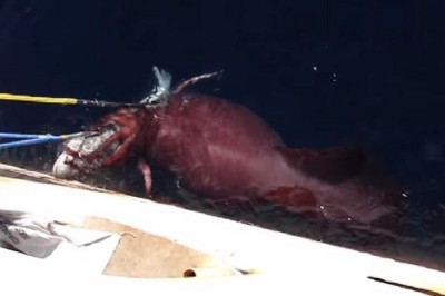 Rosyjscy rybacy nagrali spotkanie z morskim potworem. Jego rozmiar szokuje