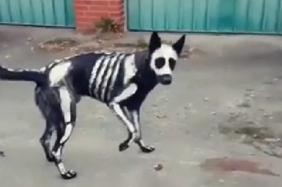 Co żeście zrobili z moim psem? Właściciel znalazł swojego psa po ucieczce 