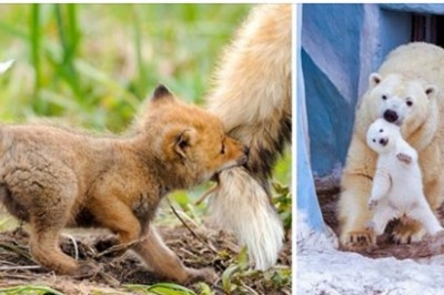 20 słodkich zdjęć pokazujących zwierzęce mamy w akcji. Wcale nie różnią się od ludzi