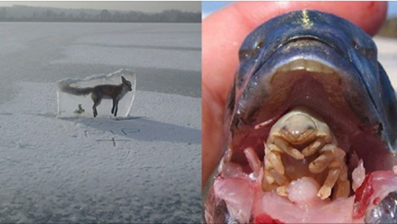 Te zdjęcia pokazują, że natura potrafi być brutalna. Niektóre zdjęcia mogą Cię zaszokować