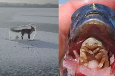 Te zdjęcia pokazują, że natura potrafi być brutalna. Niektóre zdjęcia mogą Cię zaszokować