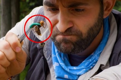 Ogromny japoński szerszeń kontra badacz, który dał mu się użądlić. Wielkość tego owada  może przestraszyć każdego 