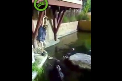 Wpadł do basenu pełnego aligatorów. Kiedy popis się nie uda