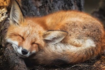 Fiński fotograf ukazuje baśniowe piękno swojego kraju. Te ujęcia są po prostu magiczne