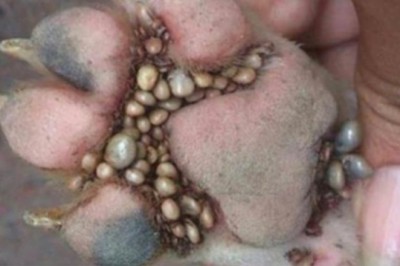 Zdjęcie psiej łapy pełnej pasożytów wywołało poruszenie na Facebooku. Udostępniło je 140 tyś ludzi