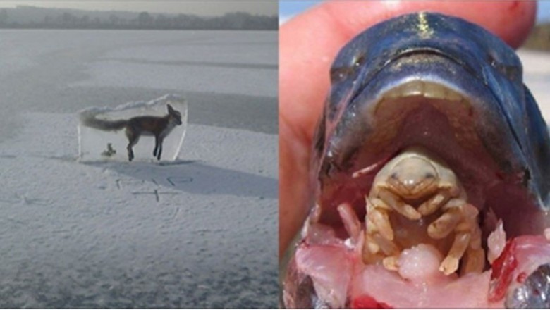 Te zdjęcia pokazują, że natura potrafi być brutalna. Niektóre z nich mogą cię zaszokować