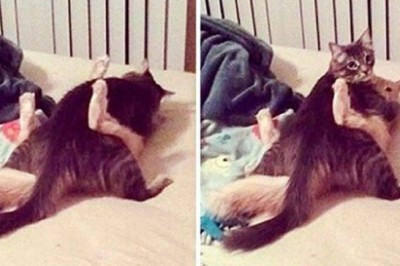 22 niegrzeczne zwierzaki, które nie spodziewały się, że ich właściciele wrócą do domu tak wcześnie