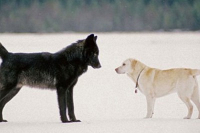 W czasie spaceru do jego psa podszedł wilk. To co stało się później jest nie do pomyślenia
