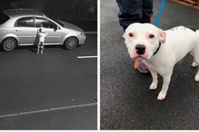 Pies nie mógł zrozumieć, że właściciel chce go porzucić i uciec. Desperacko próbował wrócić do auta 