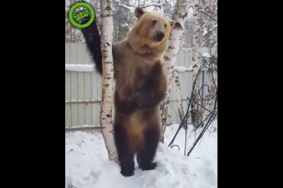 A Ty jakie masz domowe zwierzątko? Bo ten typ ma niedźwiedzia 