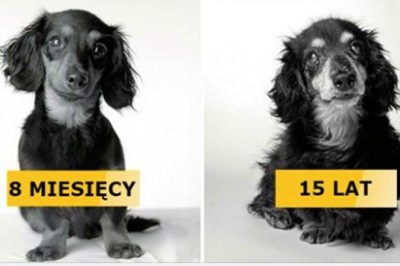 13 zdjęć psów gdy były szczeniakami i kiedy się zestarzały. Wzruszający widok