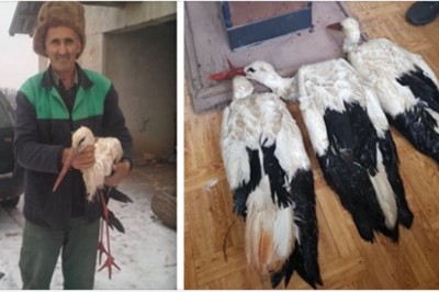 Bociany nie odleciały do Afryki i zaczęły zamarzać w czasie zimy. Mieszkańcy wsi zaczęli je łapać 