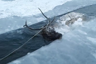 Uratowali go w ostatniej chwili. Niesamowity pokaz człowieczeństwa
