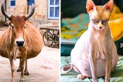 Jak wyglądają zwierzęta tuż przed urodzeniem młodych? Ich ciała bardzo się zmieniają