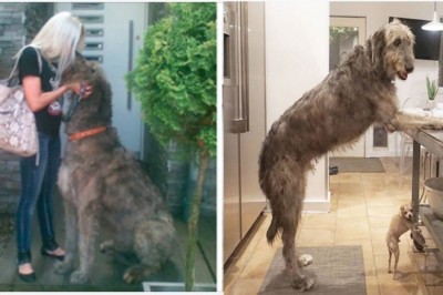 Ludzie dzielą się przezabawnymi zdjęciami swoich wilczarzy irlandzkich. To prawdziwe olbrzymy
