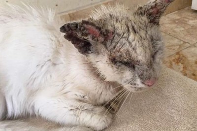 Bezdomny kot otwiera oczy po raz pierwszy od miesięcy. Ich piękno zbiło wszystkich z nóg