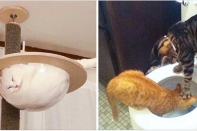 21 zdjęć kotów które sprawią, że nawet największe ponuraki muszą się uśmiechnąć. Te zwierzaki potrafią wszystko 