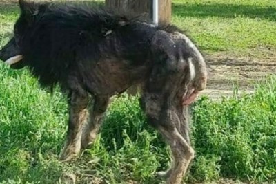 „Wilkołak” przez kilka miesięcy błąkał się przy drodze. W końcu kobieta podchodzi do niego i odkrywa coś strasznego