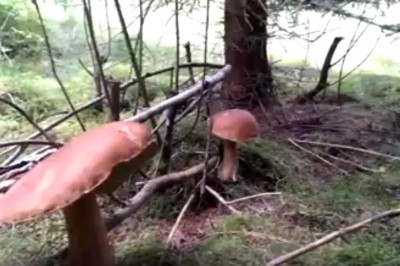 Mokry sen każdego grzybiarza. Tyle grzybów w jednym miejscu mało kto widział