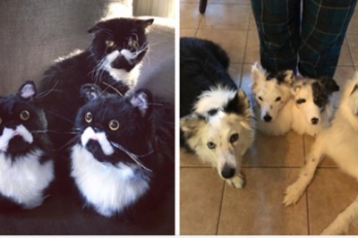 Ta firma zrobi kapcie, które będą wyglądać dokładnie jak Twój zwierzak. Wyglądają rewelacyjnie 