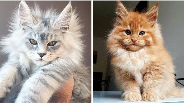 20 uroczych kociaków Maine Coon, które wyrosną na prawdziwe giganty. Futrzaste kuleczki miłości