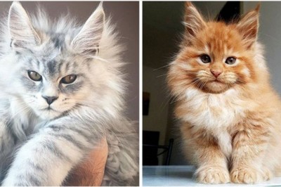 20 uroczych kociaków Maine Coon, które wyrosną na prawdziwe giganty. Futrzaste kuleczki miłości 