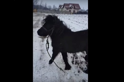 Myślał, że to koń. Czyli dziwne spotkanie w czasie spaceru