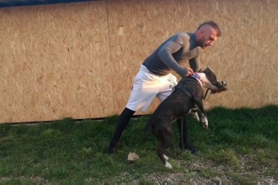 Co robić gdy na Twojego psa rzuci się inny pies? Zobacz jak rozdzielić gryzące się psiaki