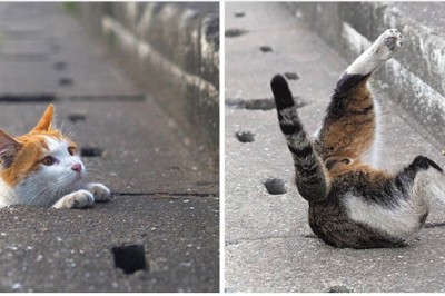Japoński fotograf uchwycił życie bezdomnych kotów, które żyją szczęśliwie i nie przejmują się światem