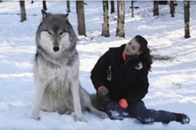 Olbrzymi wilk potulnie siada tuż obok niej. Teraz zobacz co się dzieje gdy spojrzeli sobie w oczy