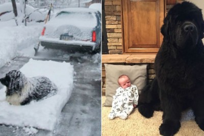 Właściciele zamieszczają w sieci zabawne i urocze zdjęcia swoich nowofundlandów. Ich rozmiar jest niewiarygodny