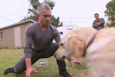 Tym razem coś poszło nie tak. Słynny zaklinacz psów nie przewidział reakcji agresywnego psa
