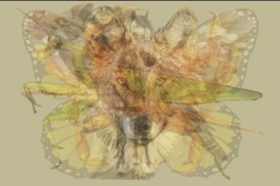 Jakie zwierze zobaczyłaś jako pierwsze na tym obrazku? Powie to wiele cechach Twojej osobowości