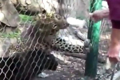 Typ chciał zrobić pokazowe karmienie dzikich kotów w zoo. Coś jednak nie pykło