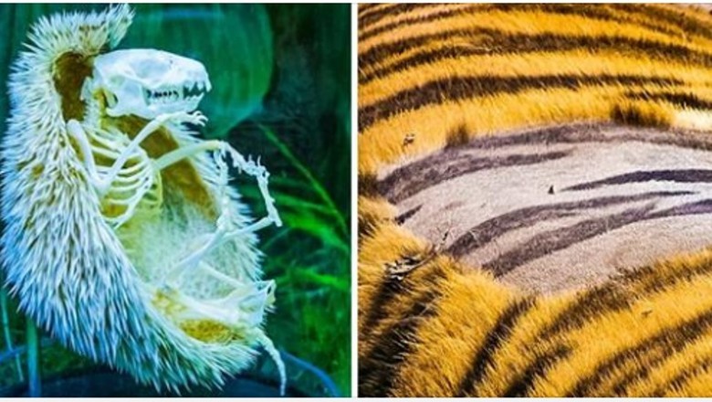 Nietypowe fotografie, które pokazują nam, że natura jest pełna tajemnic i niespodzianek. W szkole tego nie zobaczysz