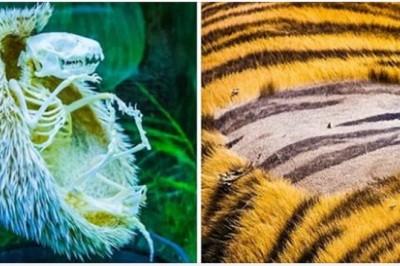 Nietypowe fotografie, które pokazują nam, że natura jest pełna tajemnic i niespodzianek.  W szkole tego nie zobaczysz 