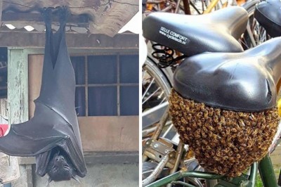 20 przykładów kiedy matka natura mówi nam wielkie NIE. Zdjęcia nie dla wrażliwych.