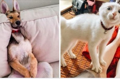 Te zwierzaki zostały stworzone żeby poprawić Twój nastrój. Patrząc na nie od razu się uśmiechasz 