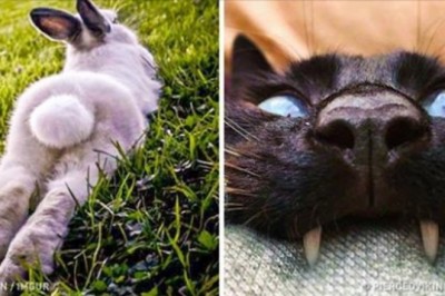 22 zdjęcie zwierząt zrobione w perfekcyjnym momencie. Ustawiły się jak prawdziwe modele