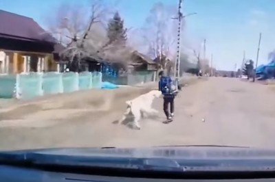 Przypadkowy kierowca uratował dziecko przed pogryzieniem przez ogromnego psa